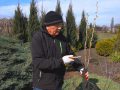 Pro сад та город: навчимося правильно висаджувати плодові дерева