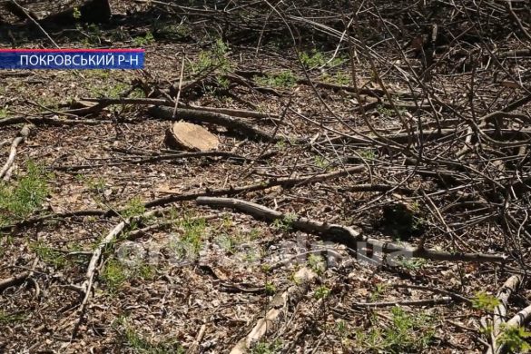 Значних збитків завдав державі «чорний лісоруб» з Покровська