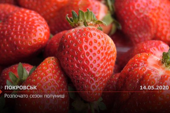 Розпочато сезон полуниці