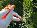 Pro сад та город: вчимося боротися з хворобами хвойних дерев