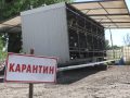 Карантин для тварин: у Добропіллі припинено стерилізацію безпритульних собак
