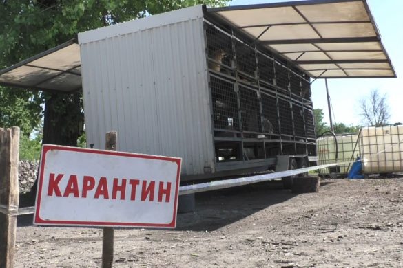 Карантин для тварин: у Добропіллі припинено стерилізацію безпритульних собак