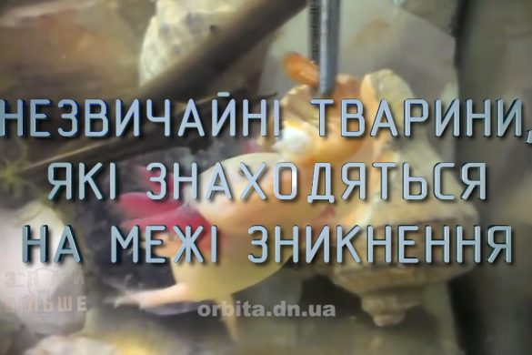 Знай більше цікавих фактів про незвичайних тварин, які знаходяться на межі вимирання