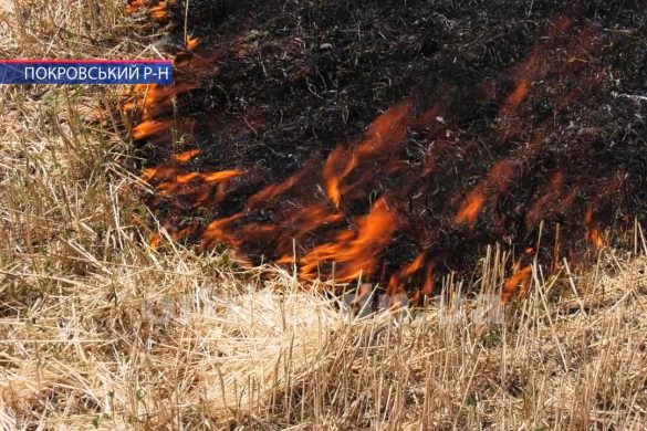 Сезонні пожежі в екосистемі - на околиці Покровська вогонь з поля перекинувся на сухостій