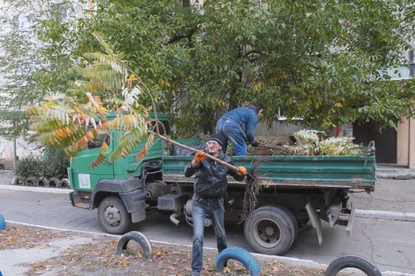 Берези, троянди та самшит. Мирноградці облаштовують прилеглу до будинків територію