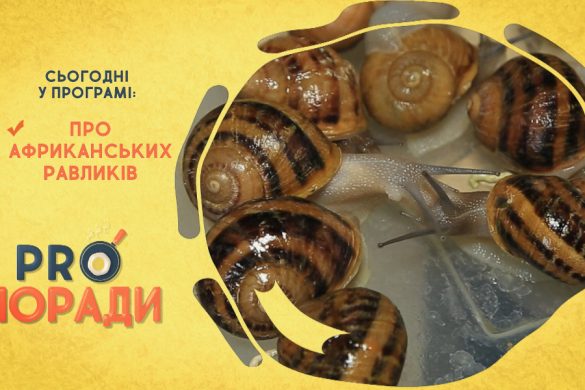 Pro поради 12.04.2021