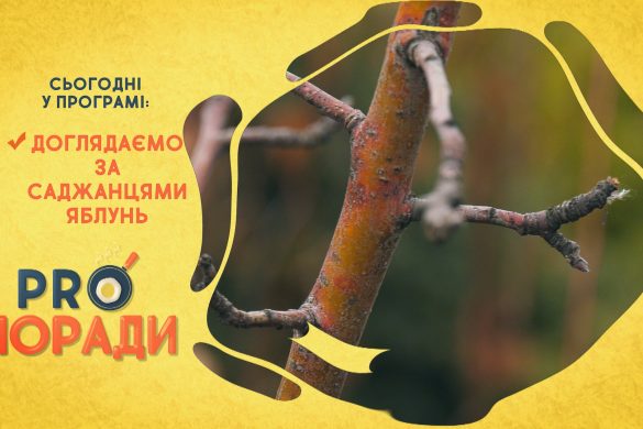 Pro поради 03.05.2021