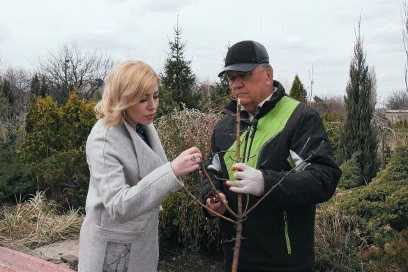 Pro сад та город: як правильно доглядати за саджанцями яблунь