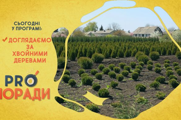 Pro поради 10.05.2021