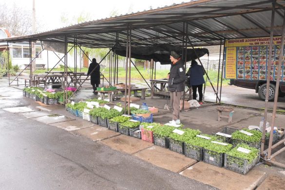 Розсади повно – покупців одиниці. Чому покровчани не поспішають брати майбутню городину?
