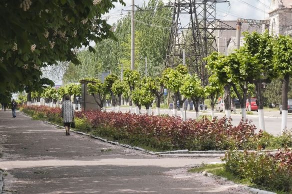 27 тисяч троянд та тисячі декоративних дерев та кущів. У Мирнограді готують рослини до буйного цвітіння влітку