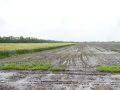 У полях стоїть вода, але аграрії надій на врожай не втрачають