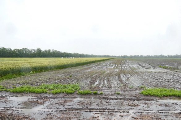 У полях стоїть вода, але аграрії надій на врожай не втрачають