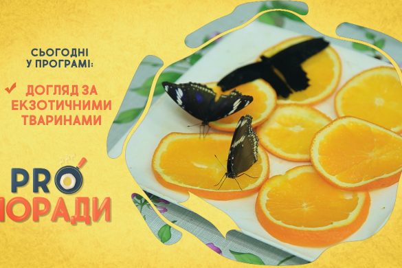 Pro поради 21.06.2021