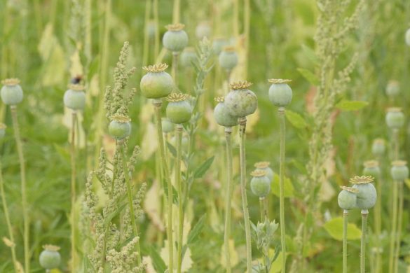 Сюрприз у родинній садибі: замість городини - макова плантація