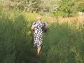 Амброзія в людський зріст. Мешканці Мирнограда скаржаться на бур’яни