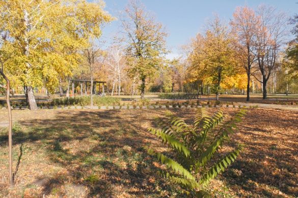 Рішення ухвалене. На позачерговій сесії мирноградські депутати визначили долю місцевого парку