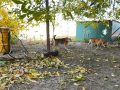 Зубаста загроза для покровчан. У західній частині міста агресивні бродячі собаки покусали дітей