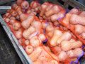 Яблука та овочі до столу українців. Про особливості зберігання та продажу врожаїв на ТОВ «Перспектива»