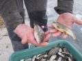 Кльов буде! Водоймище Лисогірської греблі зарибили коропом, товстолобом та білим амуром