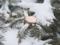 Втримались менше двох місяців. Вандали зрубали дві ялинки у мікрорайоні «Лазурний»