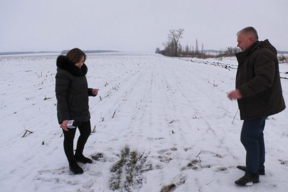 Хліб - у фазі двох листків. У агрофірмі «Дружба» розповіли про стан озимини