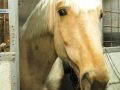 Тваринам теж непереливки. Чи має можливість евакуюватись кінно-спортивний клуб?