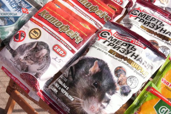 Небезпечне сусідство! У Покровських багатоповерхівках з’явились гризуни