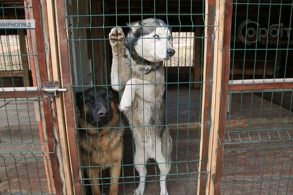 Залишити не можна забрати. Де ставити кому та що чекає на покинутих тварин?