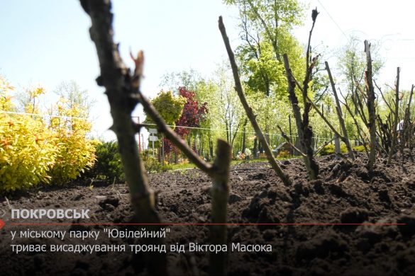 У парку "Ювілейний" триває висаджування троянд від Віктора Масюка
