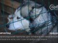 Мирноградський притулок для чотирилапих намагається допомагати всім, але і сам потребує підтримки