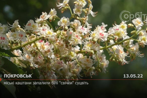 Міські каштани запалили білі "свічки" суцвіть