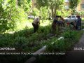 Триває озеленення Покровської громади
