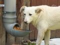 По-людськи - до тварин. Покровчанки підгодовують покинутих собак та закликають до них приєднатись