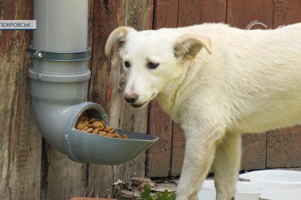 По-людськи - до тварин. Покровчанки підгодовують покинутих собак та закликають до них приєднатись