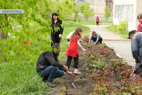 Чотири сотні різнобарвної краси. У Мирнограді висадили троянди миру