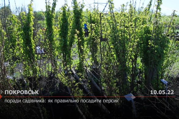 Поради садівника: як правильно посадити персик