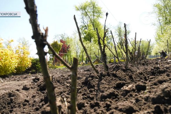 Оаза миру серед війни! Троянди Віктора Масюка додадуть фарб парку «Ювілейний»