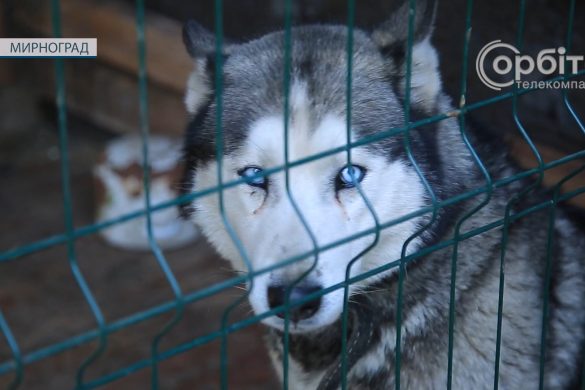 Про відповідальність за тих, кого приручили. Чим живе мирноградський притулок для чотирилапих?