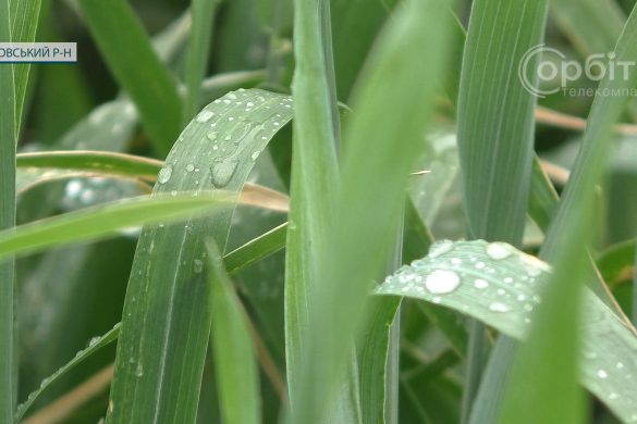 АФ «Лисівська»: що вдається зберегти, а про що довелось забути