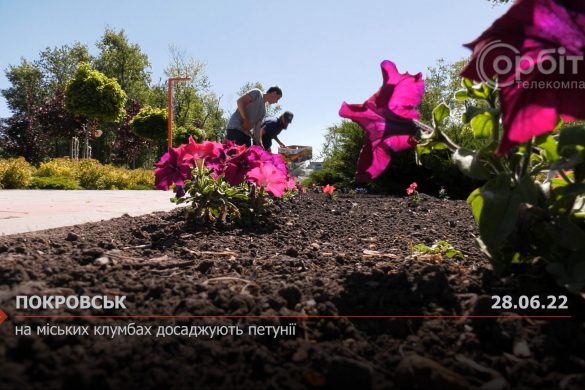 На міських клумбах досаджують петунії