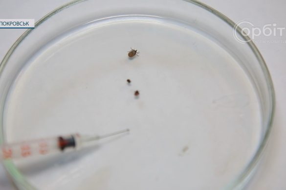 Сезон кліщів. Як уникнути близького знайомства з кровожерливими комахами?