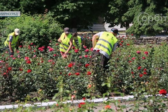 Чистота, троянди та омолодження дерев. Мирноград не перестає пильнувати за благоустроєм