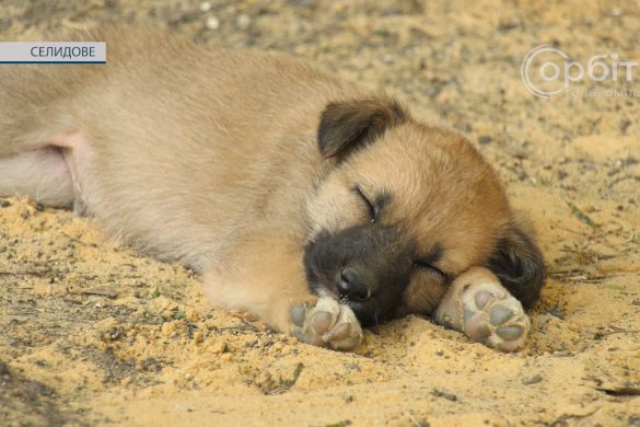 Дім хвостатих дитинчат. У Селидовому створили притулок для цуценят