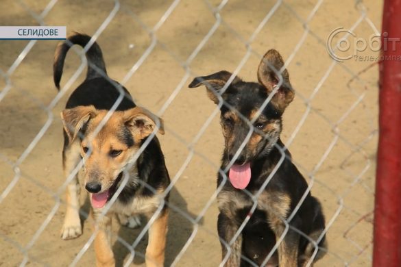 З турботливих рук – у люблячу родину! Селидівський притулок для цуценят влаштовує ярмарок