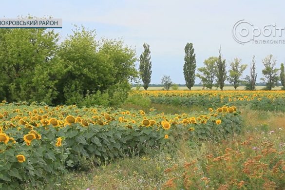 Ліки для природи: екологи працюють над варіантами післявоєнного відтворення ґрунтів