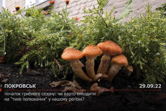 Початок грибного сезону: чи варто виходити на "тихе полювання" у нашому регіоні?