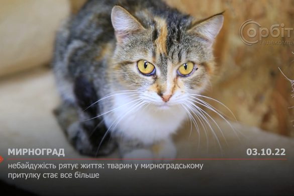 Небайдужість рятує життя: тварин у мирноградському притулку стає все більше