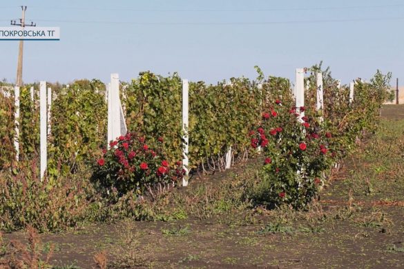 Закохані у п'янку ягоду. Особливості виноградарства в Донецькому регіоні