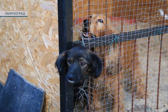 Корми є, але від грошей не відмовляться. Мирноградський притулок для тварин потребує розширення